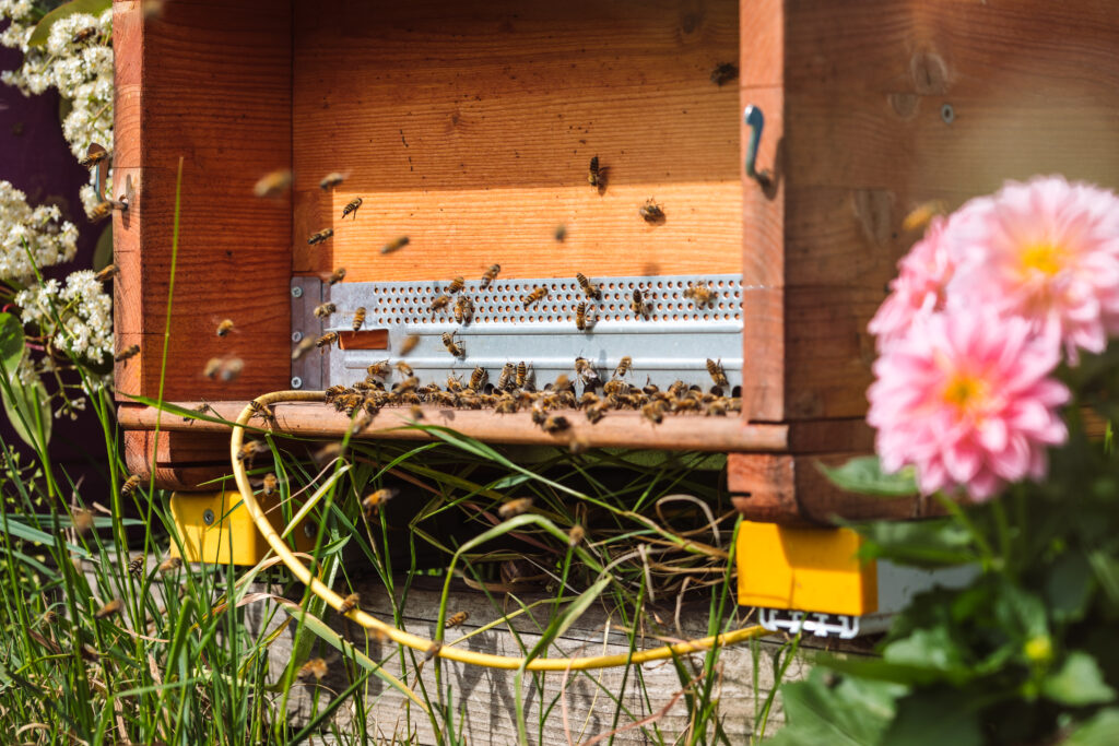Enex Technologies has joined efforts with scientific partner 3Bee, adopting 3 technological biomonitoring hives in Italy, France and Spain.